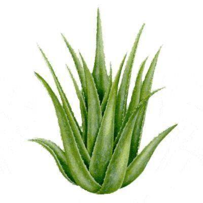 aloevera.jpg