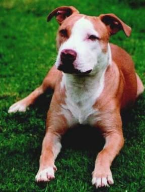 american-pit-bull-terrier-0002.jpg