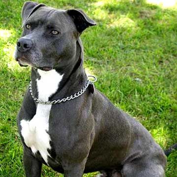american-pit-bull.jpg