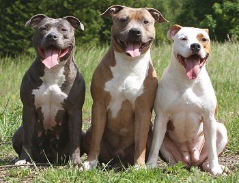 american-pitbull-terrier-5.jpg