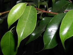 ficus.jpg