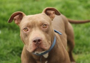 handsome-brown-pitbull.jpg