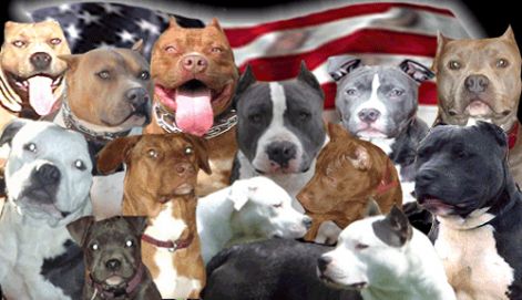 pitbull.amstaff.jellemvonasai.kep.barhova.4.jpg pitbull.amstaff.jellemvonasai.kep.barhova.4.jpg
