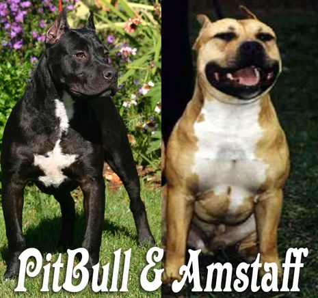 pitbull.amstaff.jellemvonasai.kep.barhova.lem.jpg