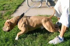 pitbullll.jpg