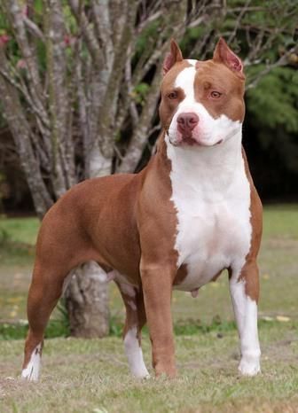 red_pitt.jpg