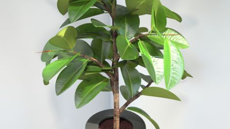 vp-ficus-elastica-close-up-01.jpg
